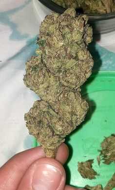 #Headband, #Hindu #Kush, #Ice, #Island #Sweet #Sku