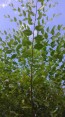Jilm sibiřský - rychle rostoucí živý plot