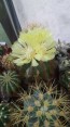 kaktusy a sukulenty