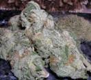 #Blue #Widow, #Blueberry,# Bruce# Banner, #Bubba #