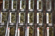 #Chemdawg, #Chemdawg 4, #Chernobyl, #Chocolope,