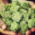 #Critical #Mass, #Dairy Queen, #Deadhead #OG, #Can